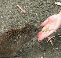 Food Tours Australia Cleland Wildlife Tour - Tourism Adelaide