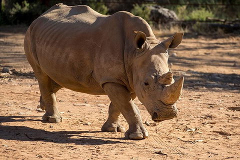 Rhino Interactive And A Day At Monarto Safari Park - Tourism Adelaide 1
