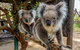 Cleland Wildlife Park Tour From Adelaide Including Mount Lofty Summit - thumb 0