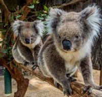 Cleland Wildlife Park Tour from Adelaide including Mount Lofty Summit - Tourism Adelaide