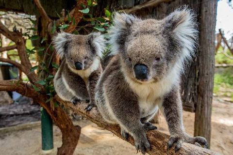 Cleland Wildlife Park Tour From Adelaide Including Mount Lofty Summit - Tourism Adelaide 0