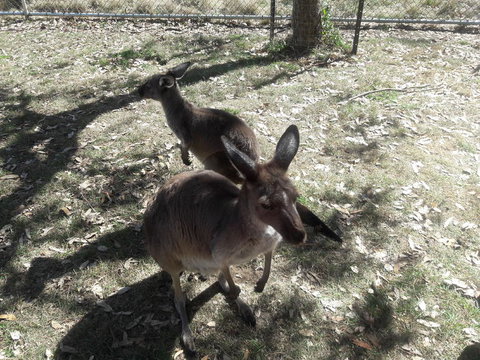 Cleland Wildlife Park Tour From Adelaide Including Mount Lofty Summit - Tourism Adelaide 3
