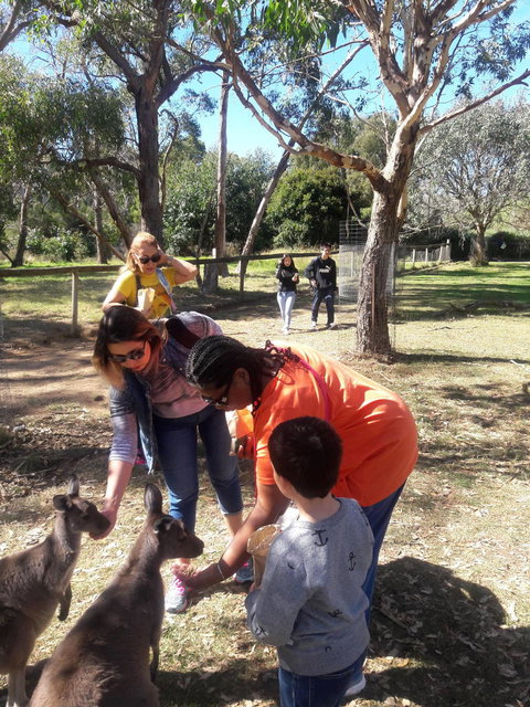 Cleland Wildlife Park Tour From Adelaide Including Mount Lofty Summit - Tourism Adelaide 2