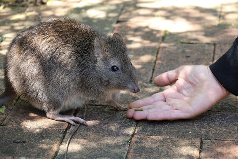 Cleland Wildlife Park Tour From Adelaide Including Mount Lofty Summit - Tourism Adelaide 8
