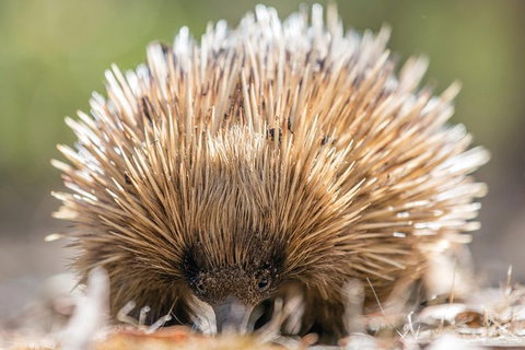 Cleland Wildlife Park Tour From Adelaide Including Mount Lofty Summit - Tourism Adelaide 10