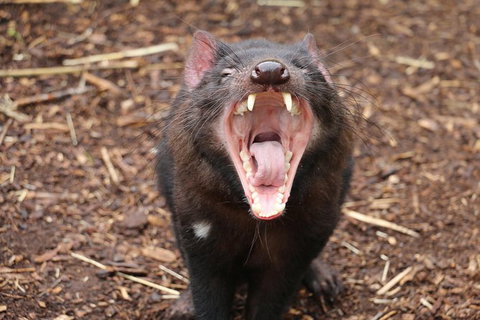 Cleland Wildlife Park Tour From Adelaide Including Mount Lofty Summit - Tourism Adelaide 6