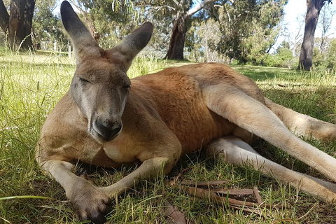 Cleland Wildlife Park Tour From Adelaide Including Mount Lofty Summit - Tourism Adelaide 12