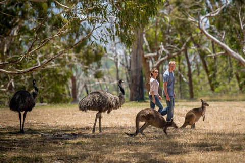 Cleland Wildlife Park Tour From Adelaide Including Mount Lofty Summit - Tourism Adelaide 5