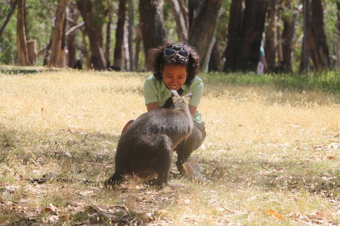 Cleland Wildlife Park Tour From Adelaide Including Mount Lofty Summit - Tourism Adelaide 7