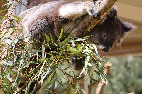 Cleland Wildlife Park Tour From Adelaide Including Mount Lofty Summit - Tourism Adelaide 9
