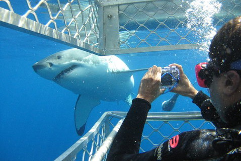 3 Day Port Lincoln And Coffin Bay Tour - Tourism Adelaide 11