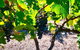 Fleurieu Explorer 3 Day 2 Night Cycle Camping Self Guided Tour - thumb 9