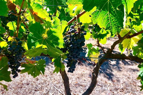 Fleurieu Explorer 3 Day 2 Night Cycle Camping Self Guided Tour - Tourism Adelaide 9