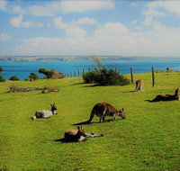 Fleurieu Explorer - Full-Day Tour - Tourism Adelaide