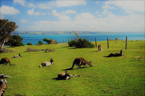 Fleurieu Explorer - Full-Day Tour - Tourism Adelaide 0