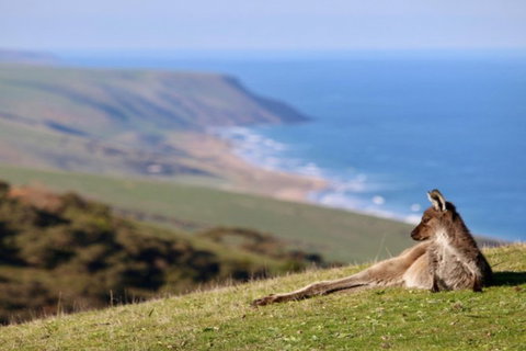 Fleurieu Explorer - Full-Day Tour - Tourism Adelaide 2