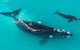 Fleurieu Explorer - Full-Day Tour - thumb 11