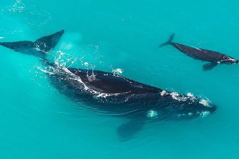 Fleurieu Explorer - Full-Day Tour - Tourism Adelaide 11