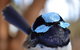 Fleurieu Explorer - Full-Day Tour - thumb 5