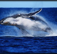 Whale Watching Cruise from Redcliffe Brisbane or the Sunshine Coast - Tourism Adelaide