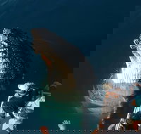 Hervey Bay Whale Watching Experience - Tourism Adelaide