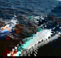 Half-Day Whale Watching and Canal Cruise from Surfers Paradise - Tourism Adelaide