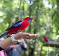 Springbrook National Park Discovery Full-Day Bushwalking Tour - Tourism Adelaide