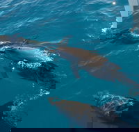 Fraser Island  Dolphin Sailing Adventure - Tourism Adelaide