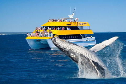 Spirit Of Hervey Bay Whale Watching Cruise - Tourism Adelaide 0