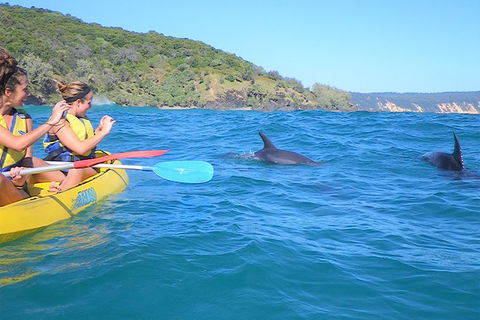 Half-Day Kayak With Dolphins And 4WD Beach Drive From Rainbow Beach - Tourism Adelaide 1