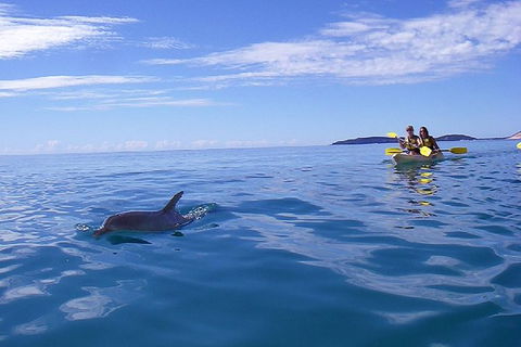 Half-Day Kayak With Dolphins And 4WD Beach Drive From Rainbow Beach - Tourism Adelaide 9