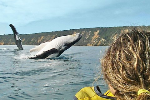 Half-Day Kayak With Dolphins And 4WD Beach Drive From Rainbow Beach - Tourism Adelaide 7