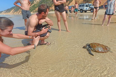 Half-Day Kayak With Dolphins And 4WD Beach Drive From Rainbow Beach - Tourism Adelaide 11