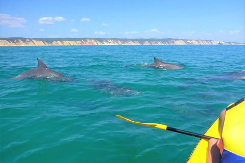 Half-Day Kayak With Dolphins And 4WD Beach Drive From Rainbow Beach - Tourism Adelaide 2