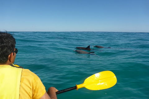 Half-Day Kayak With Dolphins And 4WD Beach Drive From Rainbow Beach - Tourism Adelaide 6