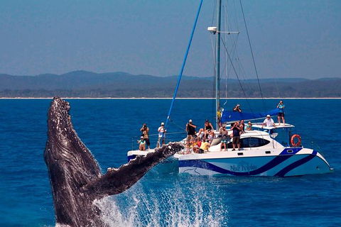 Blue Dolphin Exclusive Whale Watch Encounters - Tourism Adelaide 0
