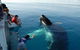 Blue Dolphin Exclusive Whale Watch Encounters - thumb 1