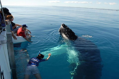 Blue Dolphin Exclusive Whale Watch Encounters - Tourism Adelaide 5