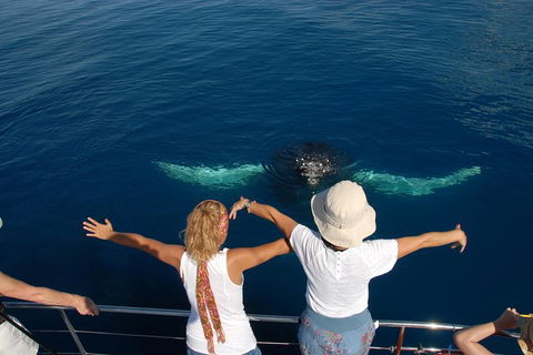 Blue Dolphin Exclusive Whale Watch Encounters - Tourism Adelaide 3