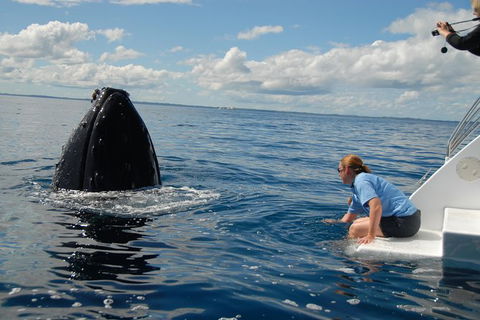 Blue Dolphin Exclusive Whale Watch Encounters - Tourism Adelaide 7