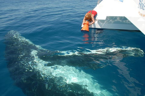 Blue Dolphin Exclusive Whale Watch Encounters - Tourism Adelaide 4