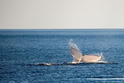 Whale Watching Ocean Tour - Tourism Adelaide 0