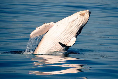 Whale Watching Ocean Tour - Tourism Adelaide 1