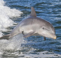 Noosa Oceanrider Scenic Dolphin Safari - Tourism Adelaide