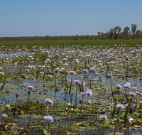 230pm Safari Cruise 1.5 Hours - Tourism Adelaide