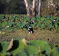 430pm Safari Cruise 1.5 Hours - Tourism Adelaide