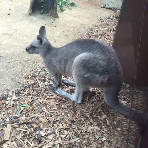 Sydney Attractions Pass: SEA LIFE Aquarium, Sydney Tower Eye, WILD LIFE Zoo And Madame Tussauds - Tourism Adelaide 2