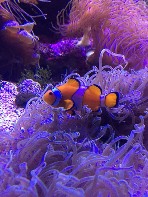 Sydney Attractions Pass: SEA LIFE Aquarium, Sydney Tower Eye, WILD LIFE Zoo And Madame Tussauds - Tourism Adelaide 3