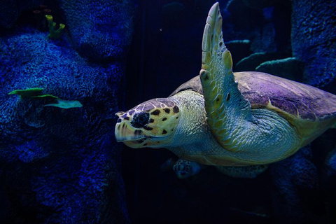 Sydney Attractions Pass: SEA LIFE Aquarium, Sydney Tower Eye, WILD LIFE Zoo And Madame Tussauds - Tourism Adelaide 7