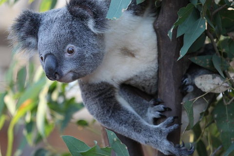 Sydney Attractions Pass: SEA LIFE Aquarium, Sydney Tower Eye, WILD LIFE Zoo And Madame Tussauds - Tourism Adelaide 11